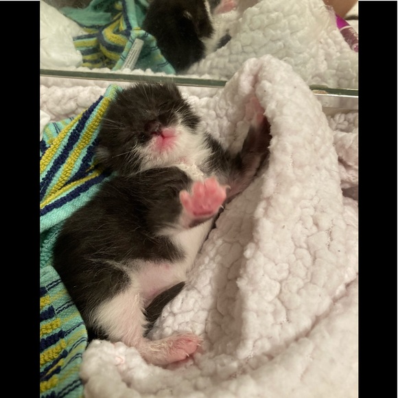 Meet your Posher, Boombilottie Finds - Picture 13 of 15